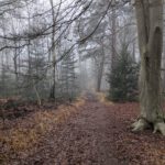 Leuk paadje in het bos