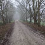 Leuke weg in het bos