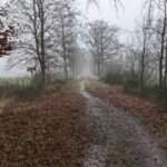 Leuke weg in het bos