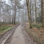 Een leuke weg in het bos