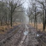 Een modderige weg in het bos
