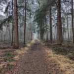 Een leuke weg door het bos