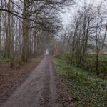 Een weg door het bos