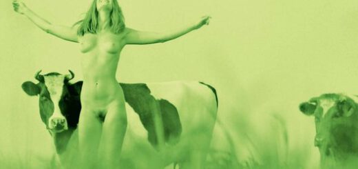 Boek : Merijn de Boer - De Saamhorigheidsgroep