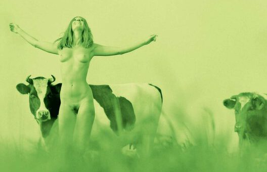 Boek : Merijn de Boer - De Saamhorigheidsgroep