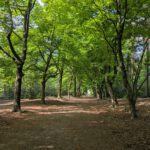 Een mooie laan in het bos