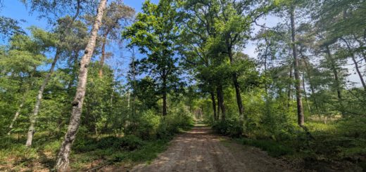 Een leuk bosweggetje