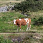 Een nieuwsgierige koe