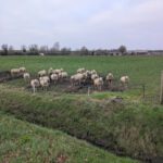 Een groep gebiologeerde schapen